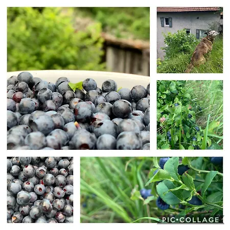 Il Mulino Di Aurora Dosso del Liro